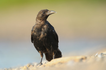 Rabenkrähe Corvus corone corone