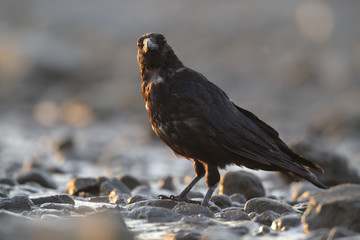 Rabenkrähe Corvus corone corone
