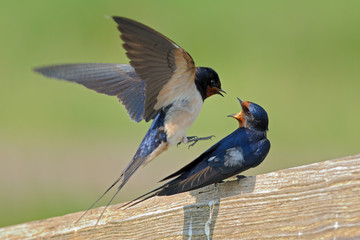 Rauchschwalbe Hirundo rustica