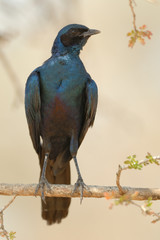 Riesenglanzstar Lamprotornis australis