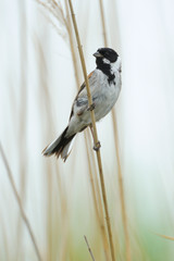 Rohrammer Emberiza schoeniclus