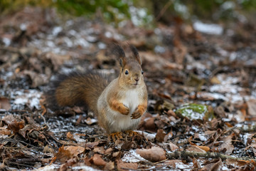 Red eurasian squirrel on the ground in the park