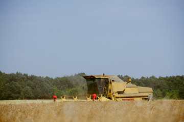 Fototapeta premium Combine harvesting the rape field