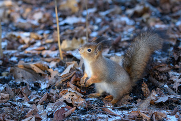 Naklejka na ściany i meble Red eurasian squirrel on the ground in the park