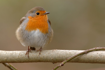 Rotkehlchen Erithacus rubecula