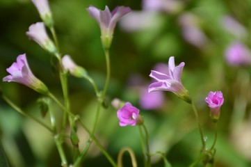 Fototapeta premium Wildflowers of the Andalusian countryside