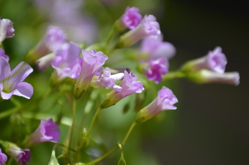 Wildflowers of the Andalusian countryside