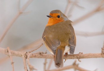 Rotkehlchen Erithacus rubecula