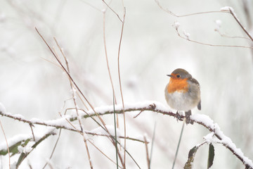 Rotkehlchen Erithacus rubecula