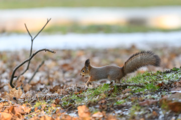 Red eurasian squirrel on the ground in the park