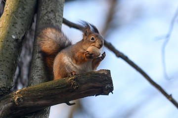 Obraz premium Red eurasian squirrel on the ground in the park