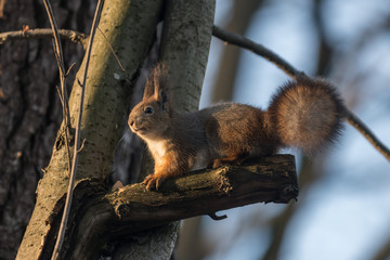Red eurasian squirrel on the ground in the park