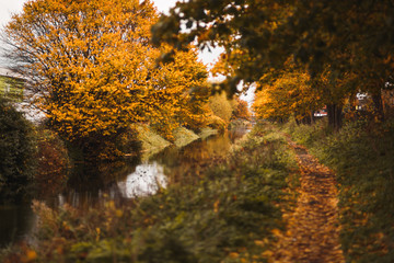 Path the river with autumn colors and yellow trees