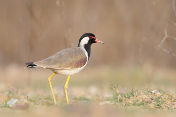 Rotlappenkiebitz Vanellus indicus