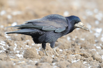 Saatkrähe Corvus frugilegus