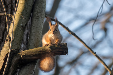 Red eurasian squirrel on the ground in the park