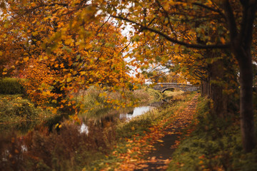 Path the river with autumn colors and yellow trees