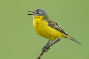 Schafstelze Motacilla flava flavissima