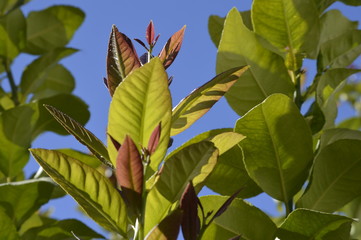 flowers, leaves and fruit branches
