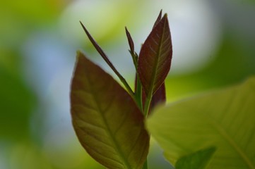 flowers, leaves and fruit branches