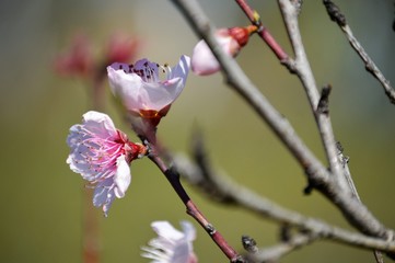 flowers, leaves and fruit branches