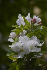 flowers, leaves and fruit branches