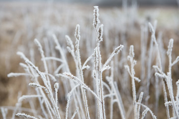 Branches of grass covered with ice and snow in a foggy morning forest