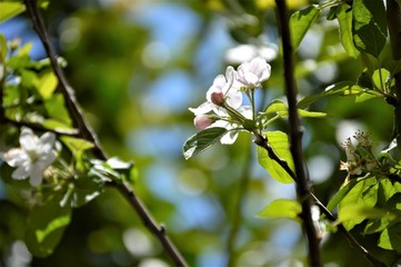 flowers, leaves and fruit branches