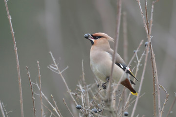 Seidenschwanz Bombycilla garrulus