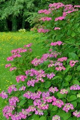 Beautiful garden with hydrangeas in Brittany