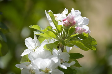 flowers, leaves and fruit branches