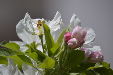 flowers, leaves and fruit branches