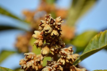 flowers, leaves and fruit branches