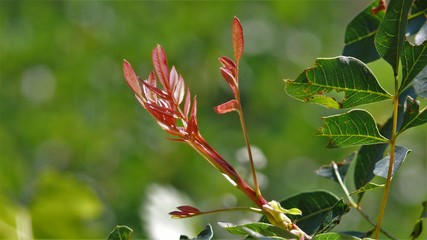 flowers, leaves and fruit branches