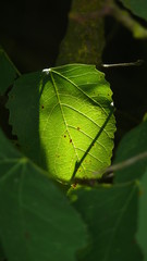 flowers, leaves and fruit branches
