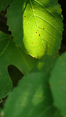 flowers, leaves and fruit branches