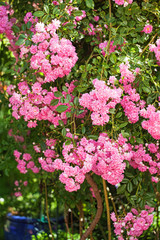 Rambler Rose "Super Dorothy"