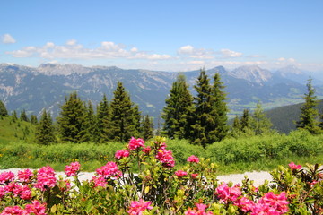 Bl&uuml;hender Almrausch auf der Planai