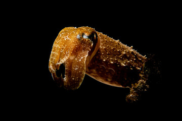 Cuttlefish