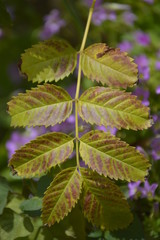 Plants, flowers, leaves and branches