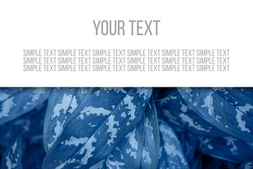 Graphic resource with space for text in colors classic blue. Trend 2020.