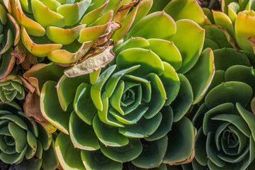 SUCCULENTS TOGETHER