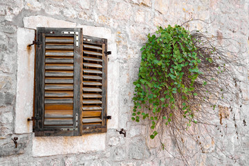 Fototapeta na wymiar Old light grey plastered wall with wooden shutters and green plant creeper on the wall in mediterranean style. Outdoors, cozy vintage.