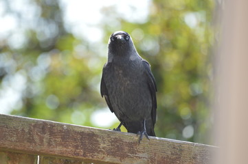crow on fence