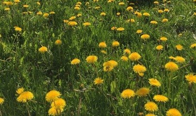 Fototapeta premium field of yellow dandelions