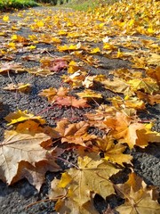 autumn leaves on ground