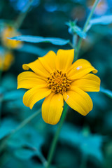 close up focus on a tree marigold sunflower with blur background