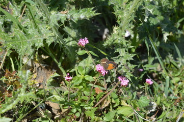 butterfly