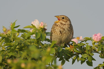 Grauammer Emberiza calandra