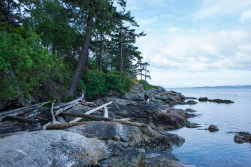Fototapeta na wymiar Driftwood on the Rocks